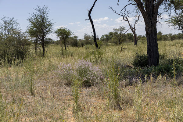 09.03. Nossob - Mabua