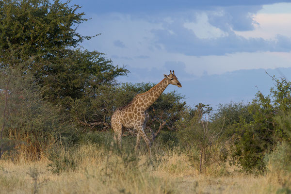 16.03. Makgadikgadi NP: Giraffe (Giraffa camelopardalis)