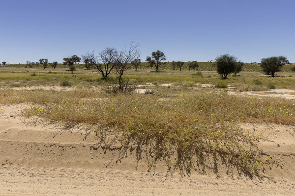 06.03. Auch im Nossob Flussbett ist es recht grün.