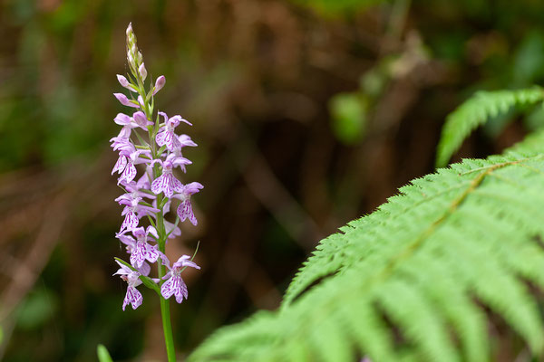 05.06. Castagniccia: Dactylorhiza saccifera - Knabenkraut