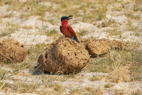 8.10. Moremi GR - Mboma Loop: Southern carmine bee-eater (Merops nubicoides)