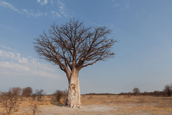 20.09. Evening Drive, Nxai Pan NP: Baobab (Adansonia digitata)