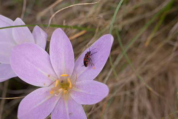 8.9. Lovćen Nationalpark