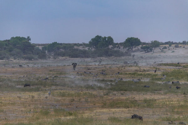 16.03. Makgadikgadi NP: 2020 hat das Wasser das letzte Mal Khumaga erreicht.