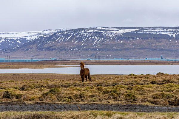 Jetzt fahren wir den Hvalfjörður entlang.