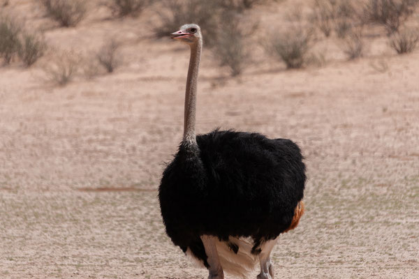 19.02. Struthio camelus - Ostrich