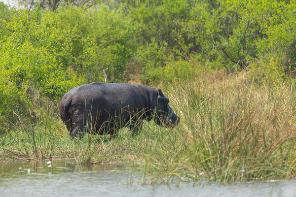 9.10. Moremi GR: Flusspferd (Hippopotamus amphibius)