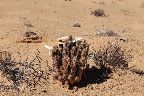 05.02. Richtersveld NP, Hoodia gordonii