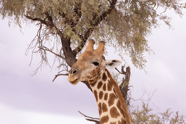 14.02. Giraffa camelopardalis - Giraffe