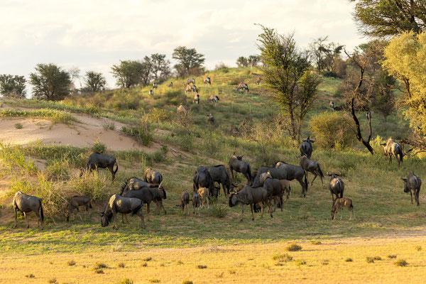 03.03. Gnu (Connochaetes taurinus) & Oryx (Oryx gazella)