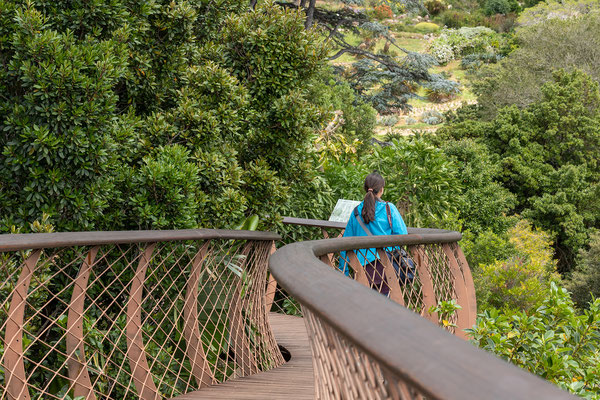 14.10. Kirstenbosch Botanical Garden: Centenary Tree Canopy Walkway