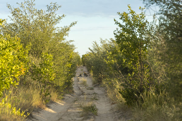 13.03. Wenige km von unserer Campsite entfernt, treffen wir auf 2 Leoparde (Panthera pardus).