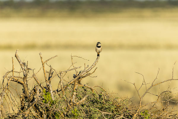 10.03. Capped wheatear (Oenanthe pileata)