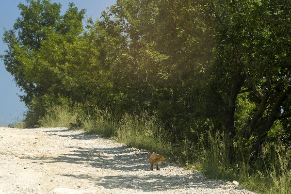 Ein junger Fuchs begegnet uns auch.