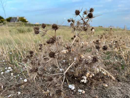 Küste beim CP La Govelle