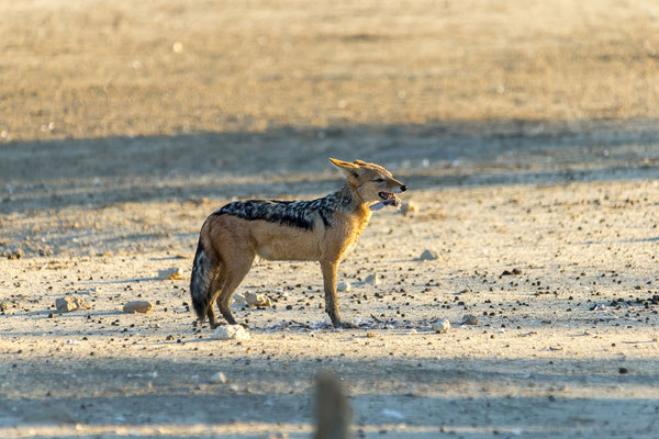 07.03. Schabrackenschakale (Canis mesomelas) bei der Jagd.