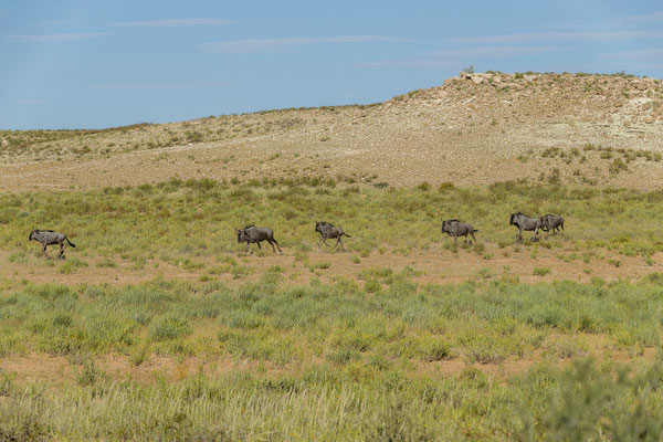 04.03. Evening Drive: Gnu (Connochaetes taurinus)