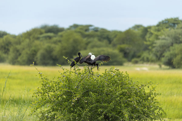 24.03. African openbill (Anastomus lamelligerus), Little egret (Egretta garzetta)