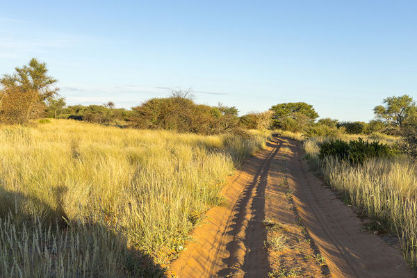 10.03. Evening Drive