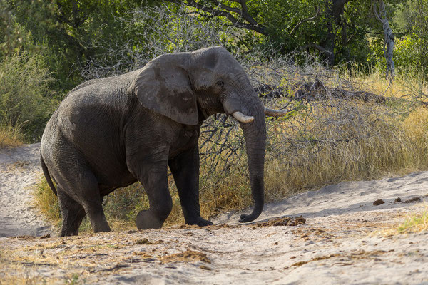 16.03. Makgadikgadi NP: Elefant (Loxodonta africana)