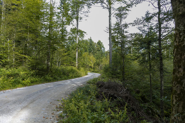 Dann geht es auch schon in den Kočevski Rog, 21000 Ha Wald, Heimat für Bären, Wölfe, Luchse und an die 60 weitere Arten. 