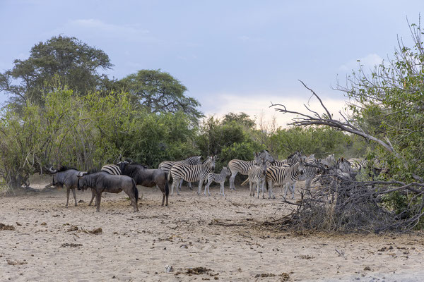 16.03. Makgadikgadi NP: Steppenzebra (Equus quagga burchellii), Gnu (Connochaetes taurinus)