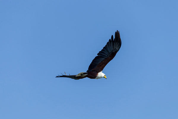 19.03. Bootstour: African fish eagle (Haliaeetus vocifer)