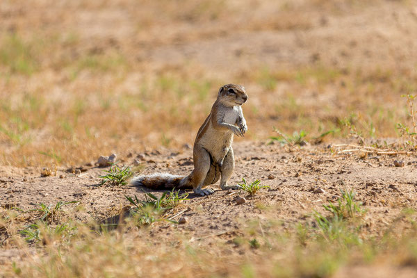 04.03. Morning Game Drive im Aoub Tal: Erdhörnchen (Xerus inauris)
