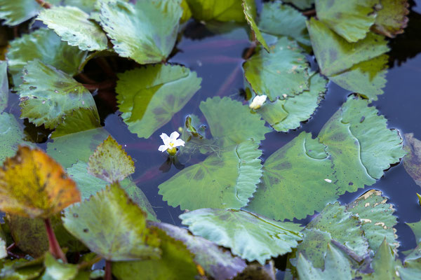 19.03. Bootstour: Water chestnut (Trapa natans)