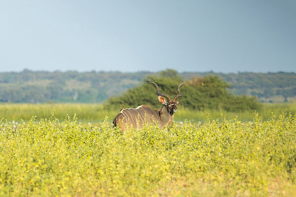 22.03. Bwabwata NP: Kudu (Strepsiceros zambesiensis)