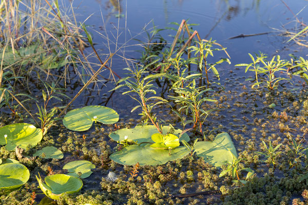 20.03. Morning Cruise: Floating heart (Nymphoides indica)