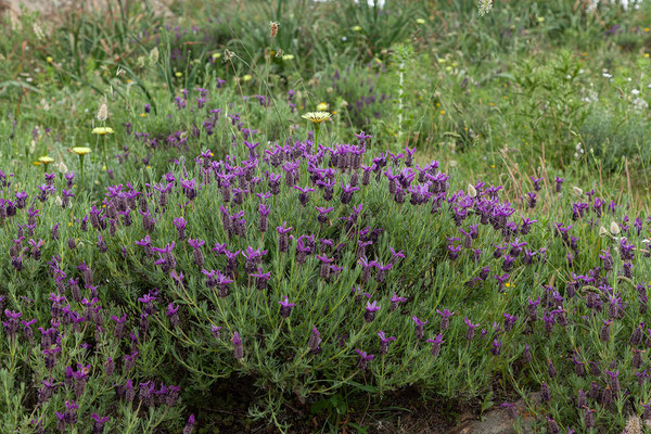 31.05. Balagne; Lavandula stoechas - Schopf-Lavendel