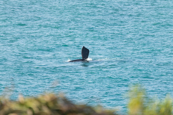 17.10. Kleinzee Oceanfront Guesthouse: von der Terrasse erblicken wir bereits Wale (Südlicher Glattwal / Eubalena australis).