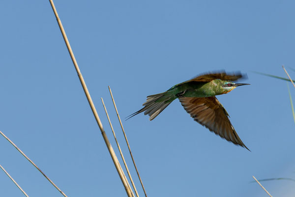19.03. Bootstour: Blue-cheeked bee-eater (Merops persicus)