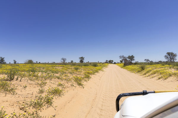 07.03. Wir verlassen das Nossobtal und fahren durch ein gelbes Blütenmeer nach Gharagab.
