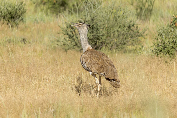 04.03. Evening Drive: Kori bustard (Ardeotis kori)