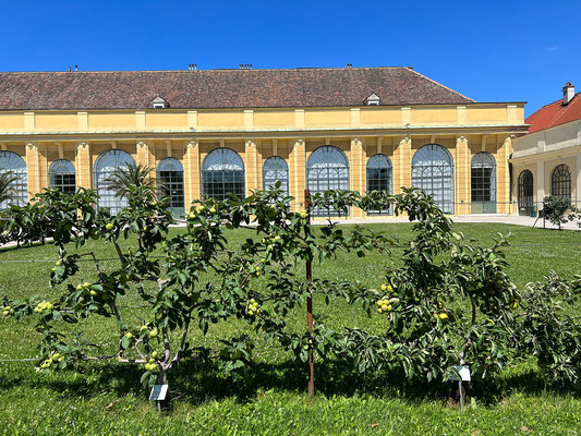 02.07. Orangeriegarten Schönbrunn