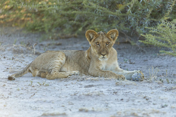 15.03. Morning Drive: Löwen (Panthera leo)