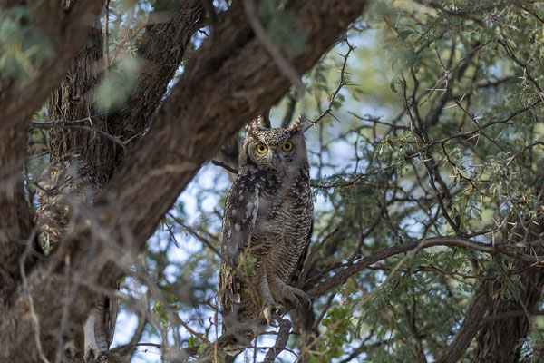 03.03. Spotted Eagle Owl (Bubo africanus)