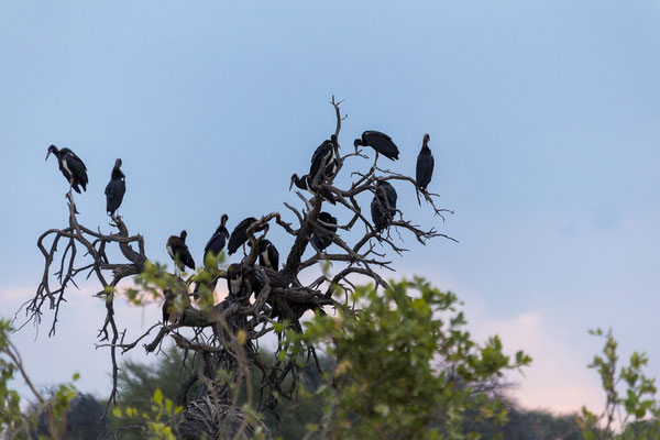 16.03. Makgadikgadi NP: Abdim's stork (Ciconia abdimii)