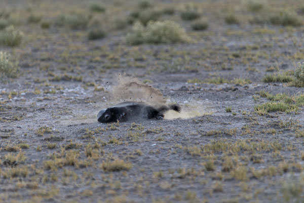 14.03. Morning Drive: Honigdachs auf der Jagd!