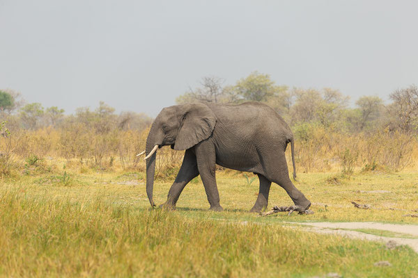 7.10. Moremi GR - unterwegs nach 3rd Bridge: EIN Elefant (Loxodonta africana)