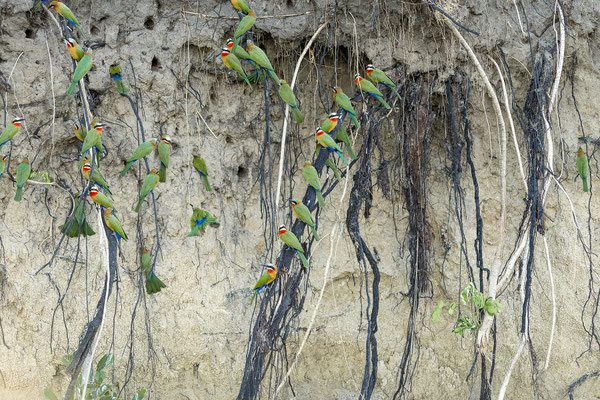 20.03. Evening Cruise: White-fronted bee-eater (Merops bullockoides)