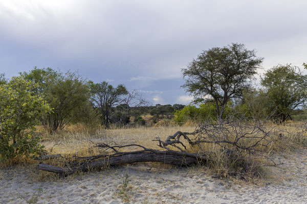 16.03. Wie immer sehen wir den Fluss entlang jede Menge Elefanten und andere Tiere.