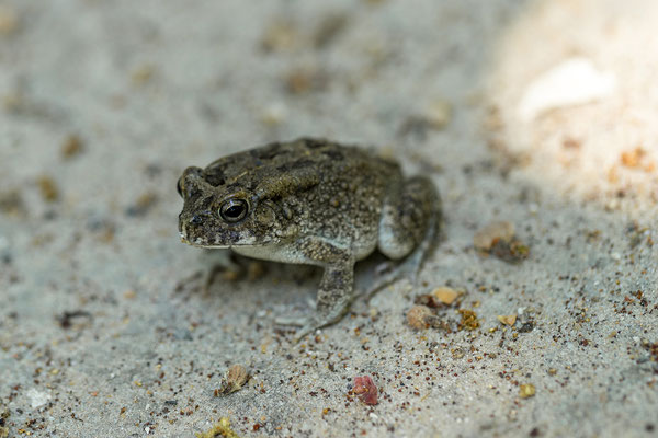 20.03. Campsite 12, Drotsky's Cabins: Guttural toad (Bufo/Sclerophrys gutturalis)