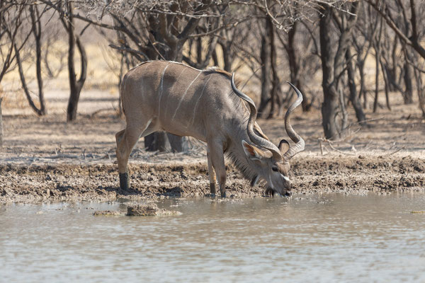 01.10. Kudu (Tragelaphus strepisceros)