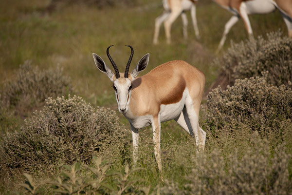 24.2. Etosha - Springbock (Antidoecas marsupialis)