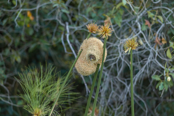 20.03. Evening Cruise: Thick-billed weaver (Amblyospiza albifrons)