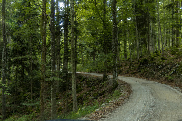 Weiter gehts durch das riesige Waldgebiet.