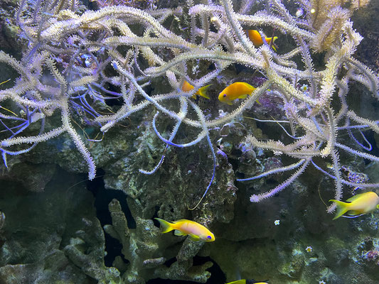 Océanarium Le Croisic